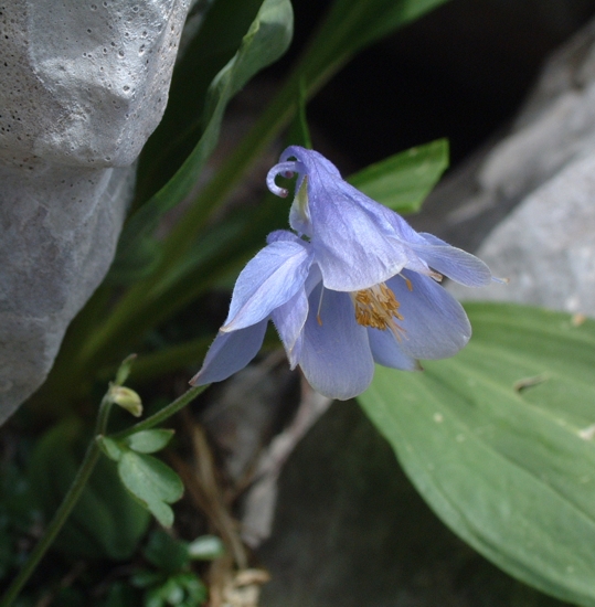 Aquilegia magellensis / Aquilegia magellense